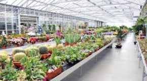 Les enseignes de jardinerie et de bricolage sont-elles de bon conseil ?